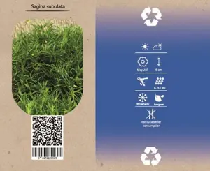 6Pack Sagina Subulata - afbeelding 4