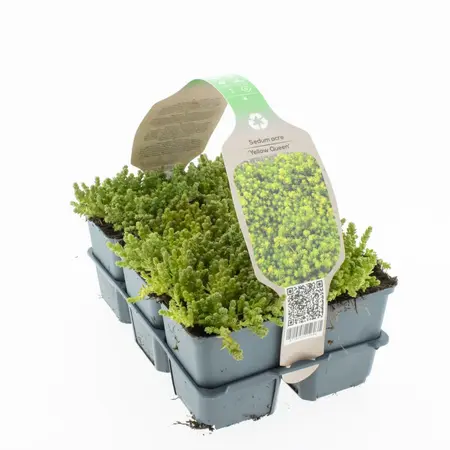 6Pack Sedum Acre Yellow Queen - afbeelding 1