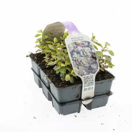 6Pack Sedum Purpureum Purple Winter - afbeelding 1