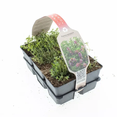 6Pack Thymus Serpyllum - afbeelding 1