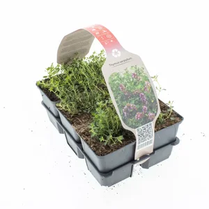 6Pack Thymus Serpyllum - afbeelding 2