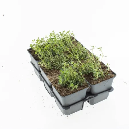6Pack Thymus Serpyllum - afbeelding 2