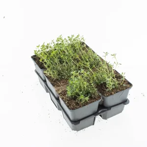 6Pack Thymus Serpyllum - afbeelding 2