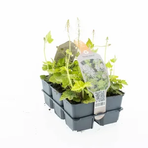 6Pack Tiarella Wherryi