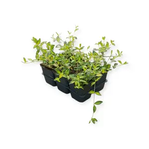 6Pack Vinca Minor 'Atropurpurea' - afbeelding 2