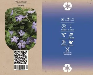 6Pack Vinca Minor 'Marie' - afbeelding 3