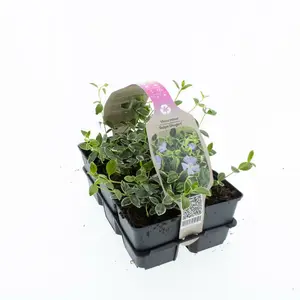 6Pack Vinca Minor 'Ralph Shurgert' - afbeelding 4