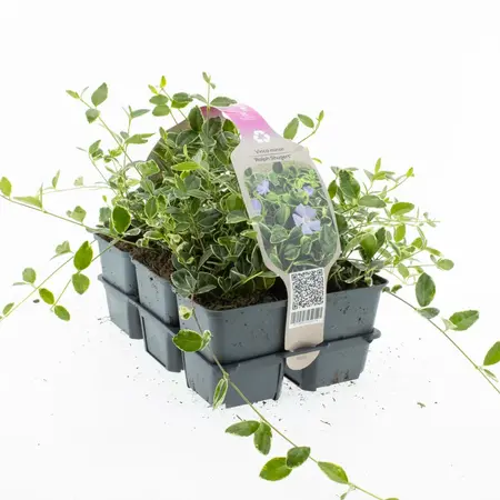 6Pack Vinca Minor 'Ralph Shurgert' - afbeelding 2