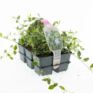 6Pack Vinca Minor 'Ralph Shurgert' - afbeelding 2
