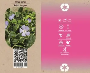 6Pack Vinca Minor 'Ralph Shurgert' - afbeelding 4