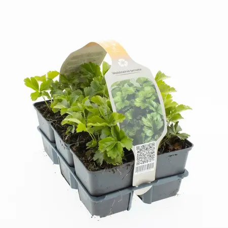6Pack Waldsteinia Ternata - afbeelding 1