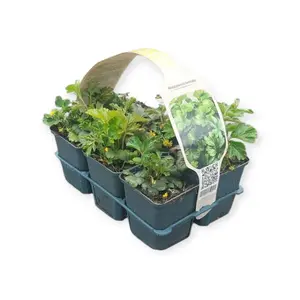 6Pack Waldsteinia Ternata - afbeelding 2