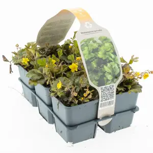 6Pack Waldsteinia Ternata - afbeelding 3