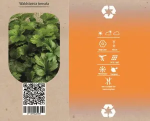 6Pack Waldsteinia Ternata - afbeelding 4