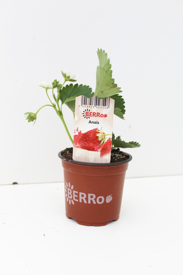 Aardbeienplant 'Anaïs' - afbeelding 1