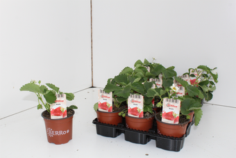 Aardbeienplant 'Anaïs - P10,5cm - afbeelding 2