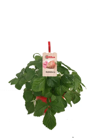 Aardbeienplant 'Bubbleberry' - HP25cm