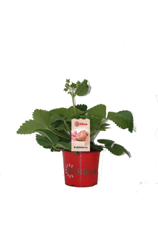 Aardbeienplant 'Bubbleberry' - P12cm