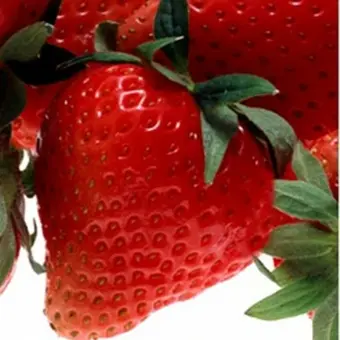 Aardbeienplant 'Charlotte' - afbeelding 2