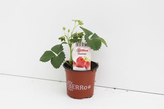 Aardbeienplant 'Charlotte' - P10,5cm - afbeelding 1