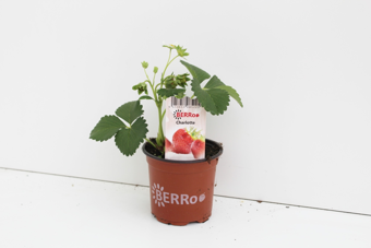 Aardbeienplant 'Charlotte' - P10,5cm