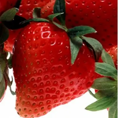 Aardbeienplant 'Charlotte' - P10,5cm - afbeelding 2