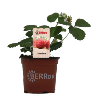 Aardbeienplant 'Darselect' - P10,5cm