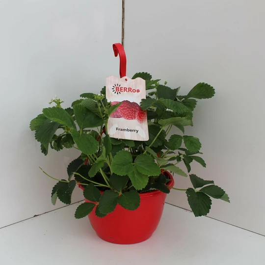 Aardbeienplant 'Framberry' - HP25cm