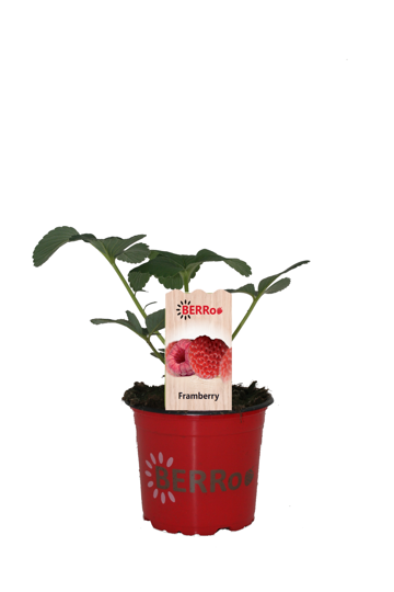 Aardbeienplant 'Framberry' - P12cm - afbeelding 1