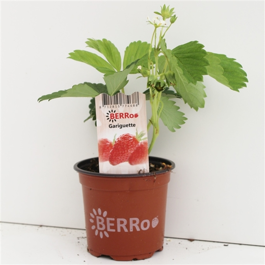 Aardbeienplant 'Gariguette' - P10,5cm