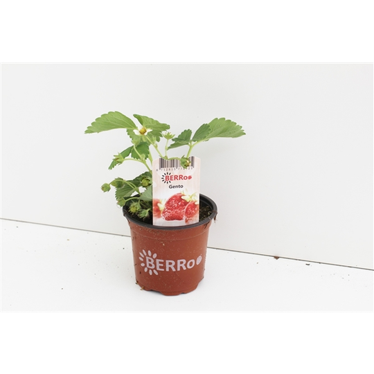 Aardbeienplant 'Gento'