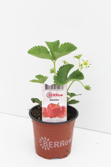 Aardbeienplant 'Gorella' - P10,5cm - afbeelding 1