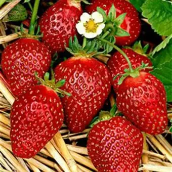 Aardbeienplant 'Korona' - afbeelding 2