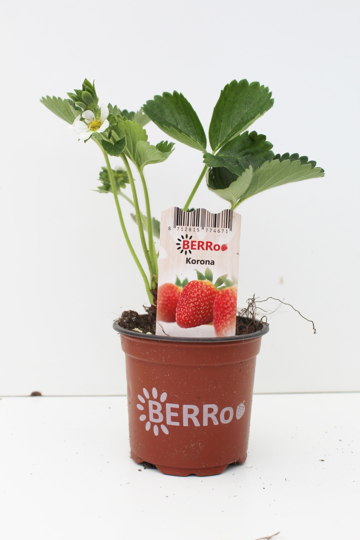 Aardbeienplant 'Korona' - P10,5cm - afbeelding 1