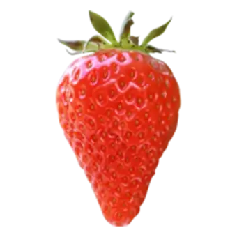 Aardbeienplant 'Lambada' - afbeelding 2