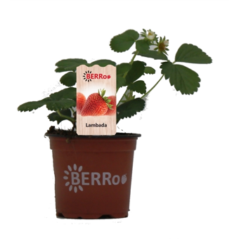 Aardbeienplant 'Lambada' - afbeelding 1