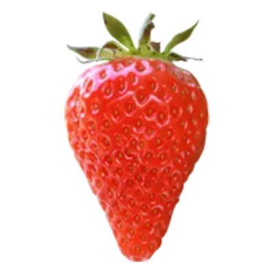 Aardbeienplant 'Lambada' - P10,5cm - afbeelding 2