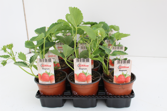 Aardbeienplant 'Magnum' - P10,5cm - afbeelding 2