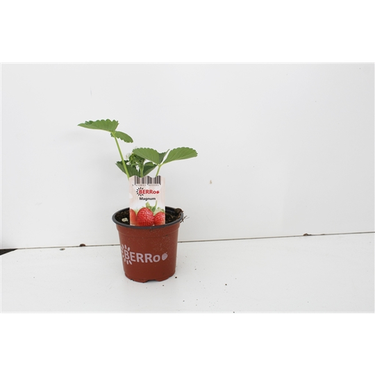 Aardbeienplant 'Magnum' - P10,5cm - afbeelding 1