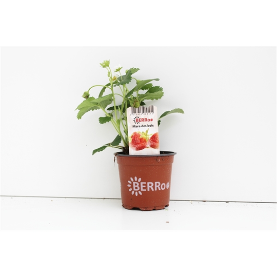 Aardbeienplant 'Mara des Bois' - P10,5cm