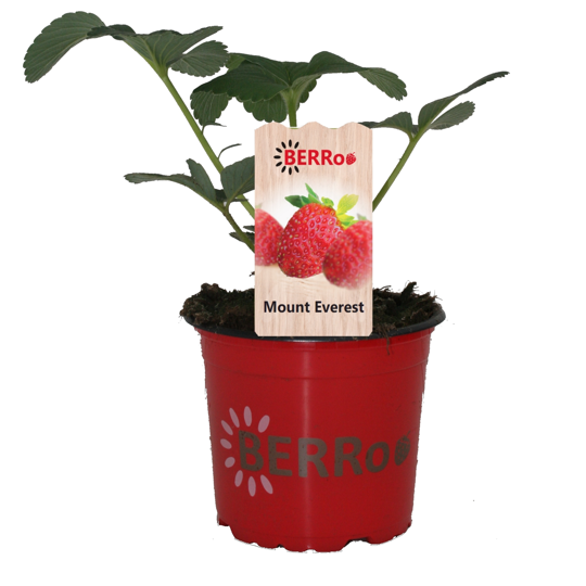 Aardbeienplant 'Mount Everest' - P12cm - afbeelding 1