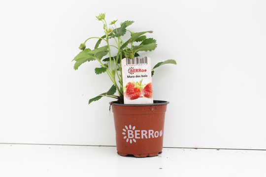 Aardbeienplant 'Ostara' - afbeelding 1
