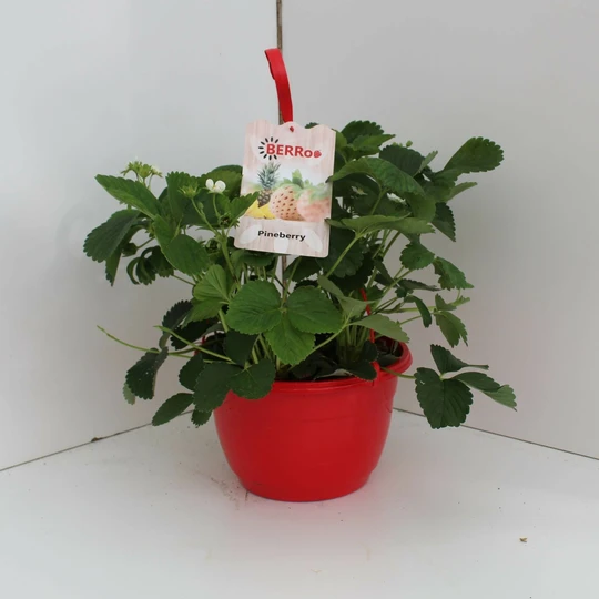 Aardbeienplant 'Pineberry' - Mix - HP25cm