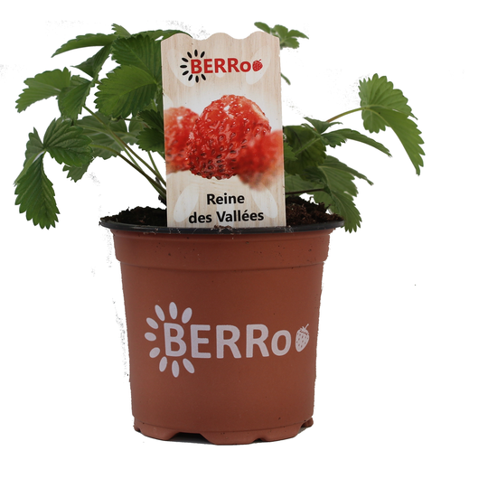 Aardbeienplant 'Reine des Vallées'
