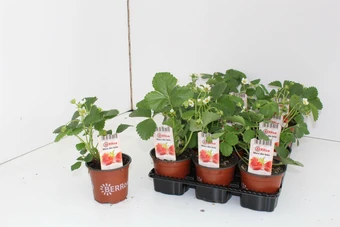 Aardbeienplant 'Senga Sengana'