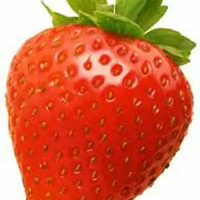 Aardbeienplant 'Sonata' - P10,5cm