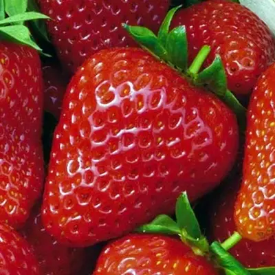 Aardbeienplant 'Sweet Ann' - afbeelding 2