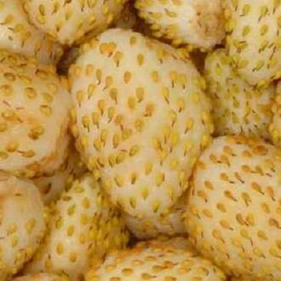 Aardbeienplant 'Yellow Wonder' - afbeelding 2