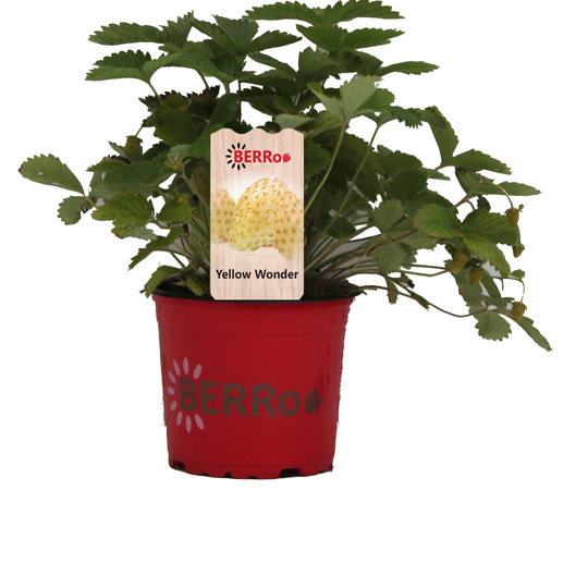 Aardbeienplant 'Yellow Wonder' - P12cm - afbeelding 1