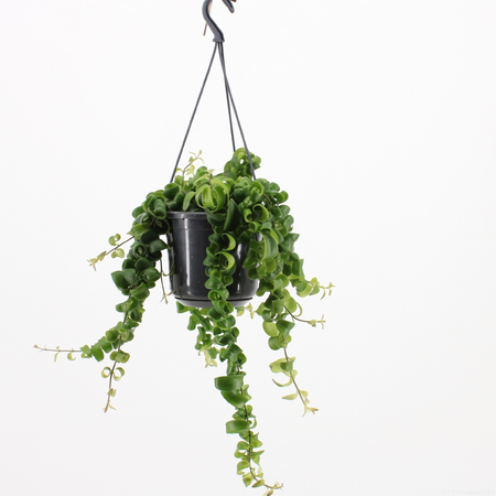 Aeschynanthus 'Rasta' – Kronkelende Hangplant Met Buisvormige Rode Bloemen - afbeelding 2